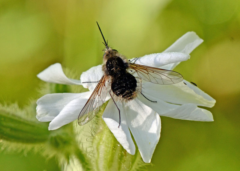 Bombyliidae in esame